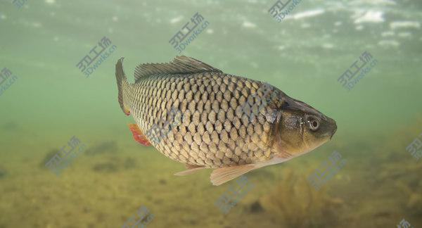 images/goods_img/20210312/3D Carp Fish(Animated)/1.jpg